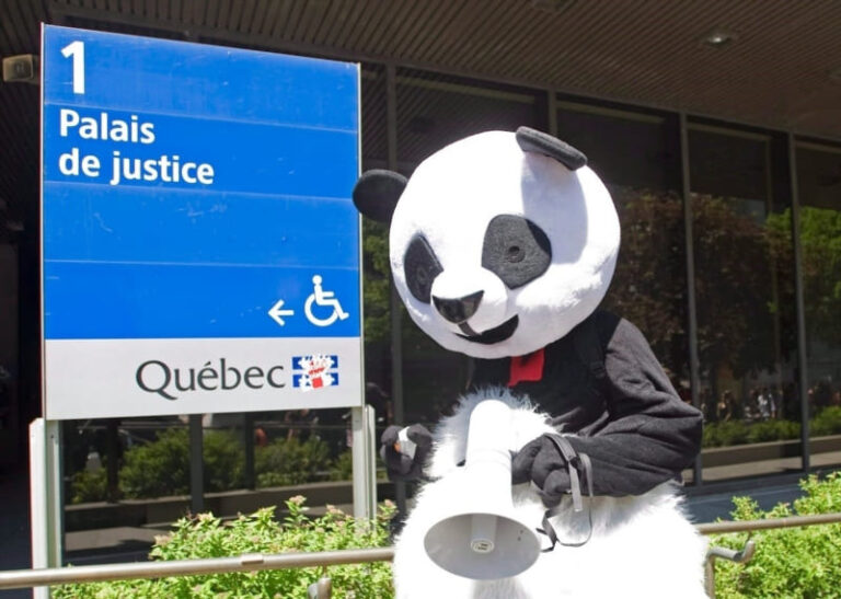 Anarchopanda: The Masked Vigilante of Montreal