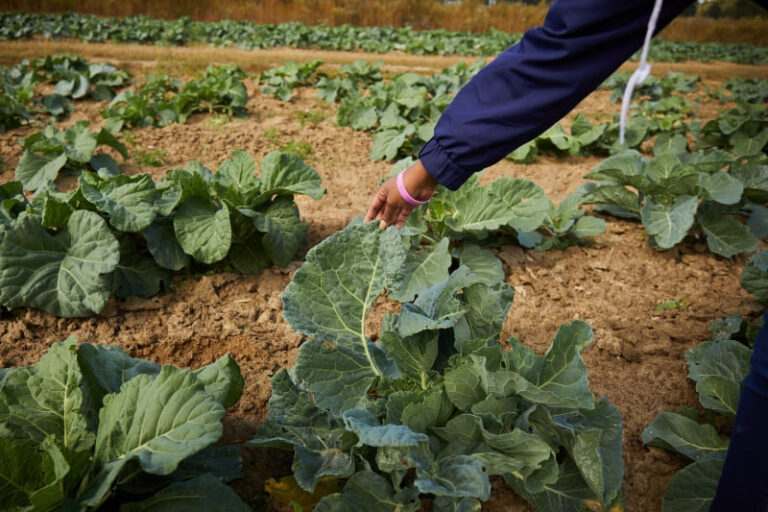 Curated News from 2011: Halifax Area Farm’s Effort to Help St. James Park